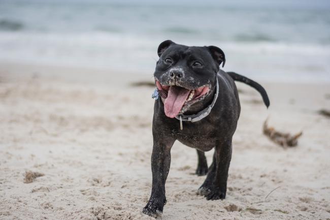 Brush for staffy best sale